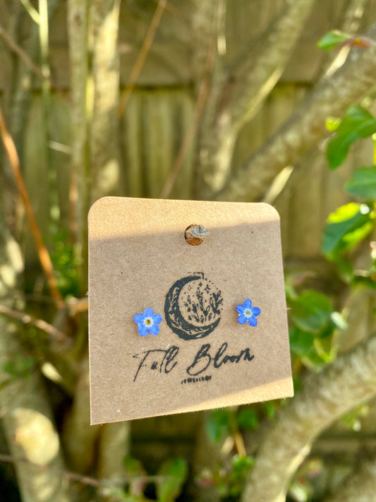 Sterling Silver Real Flower Forget me not studs